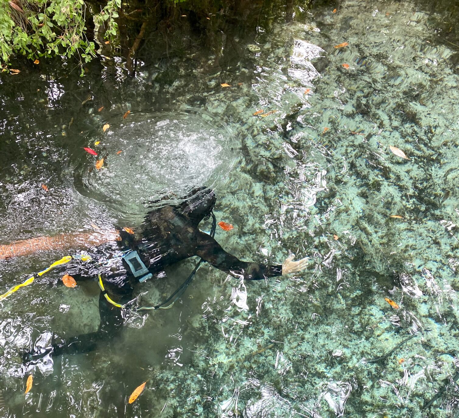 Sea & Shoreline Diver Homosassa River Restoration